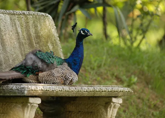 Fattoria Paradiso * بيرتينورو