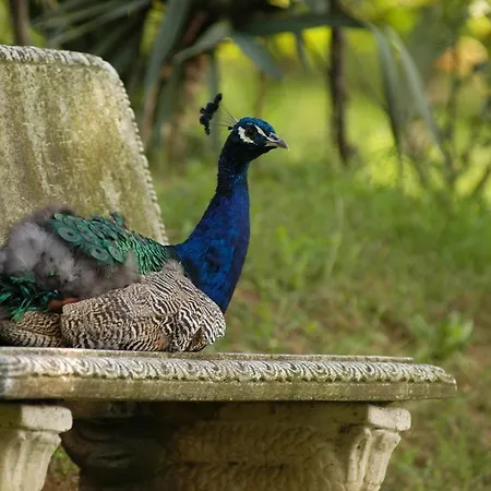 Fattoria Paradiso * ベルティノーロ